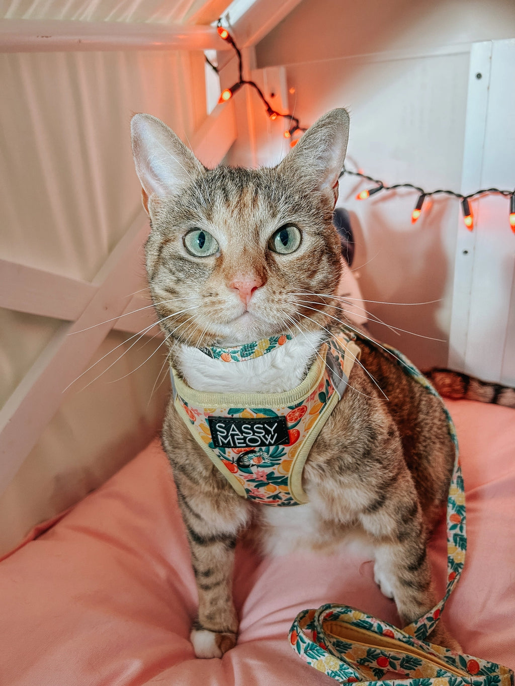 Cat Step-in Harness-Zest Friends