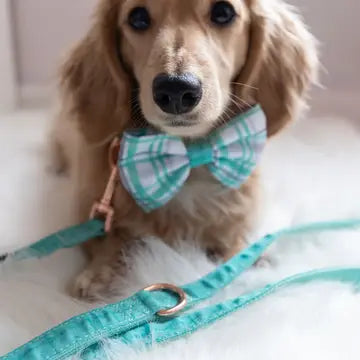 Dog Leash - Wag Your Teal