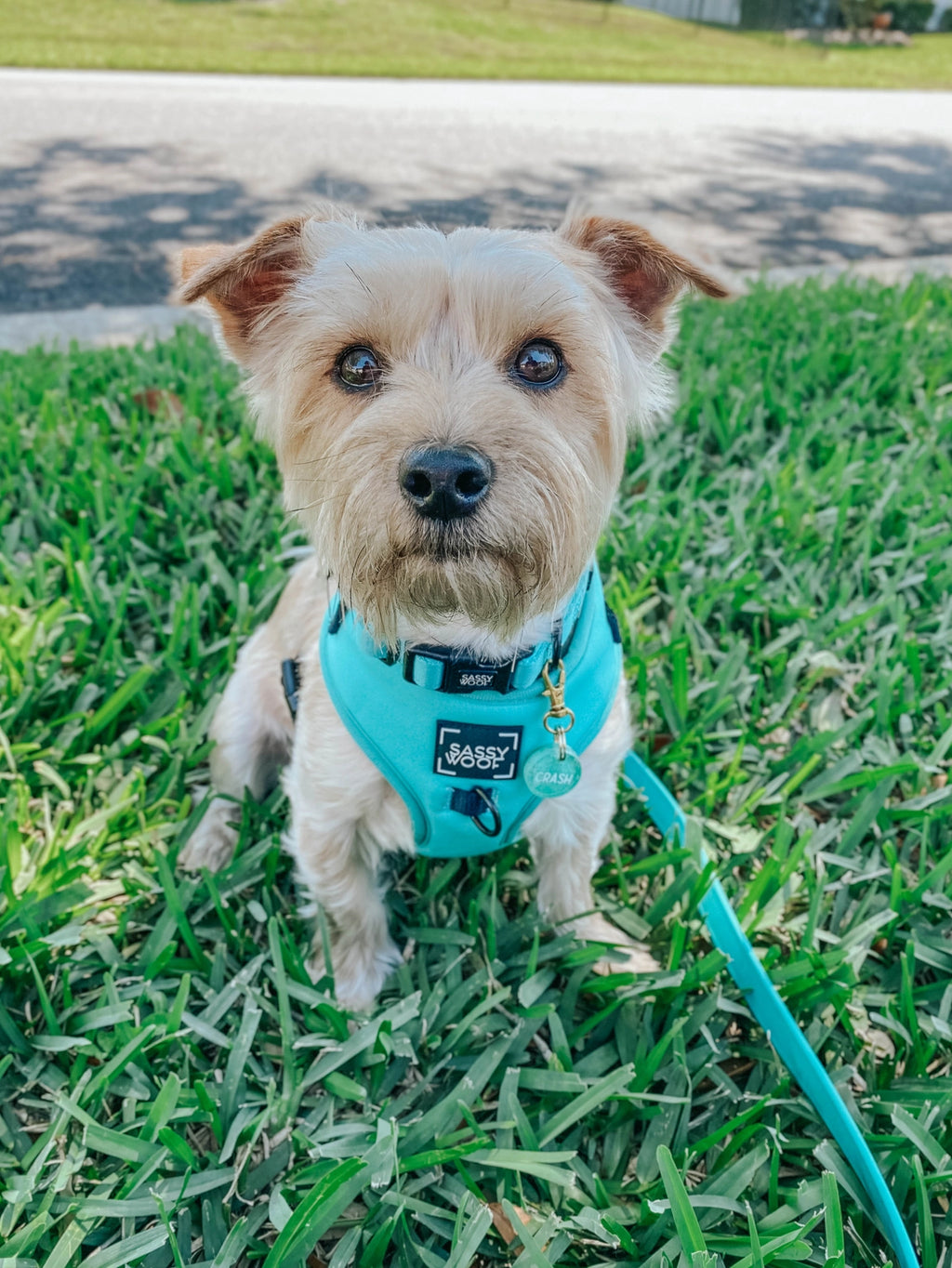 Wag your Teal Harness