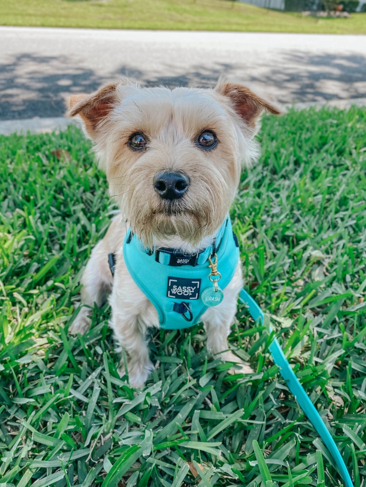 Wag your Teal Harness