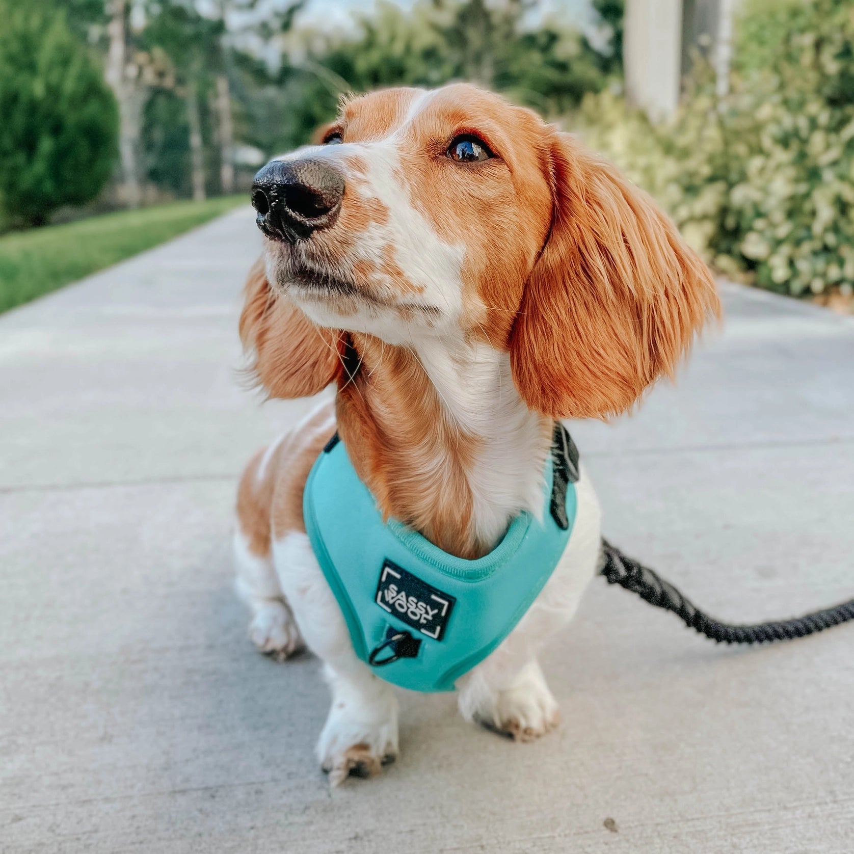 Wag your Teal Harness